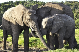 ELEPHANT SANCTUARY