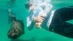 SWIMMING WITH SEALS